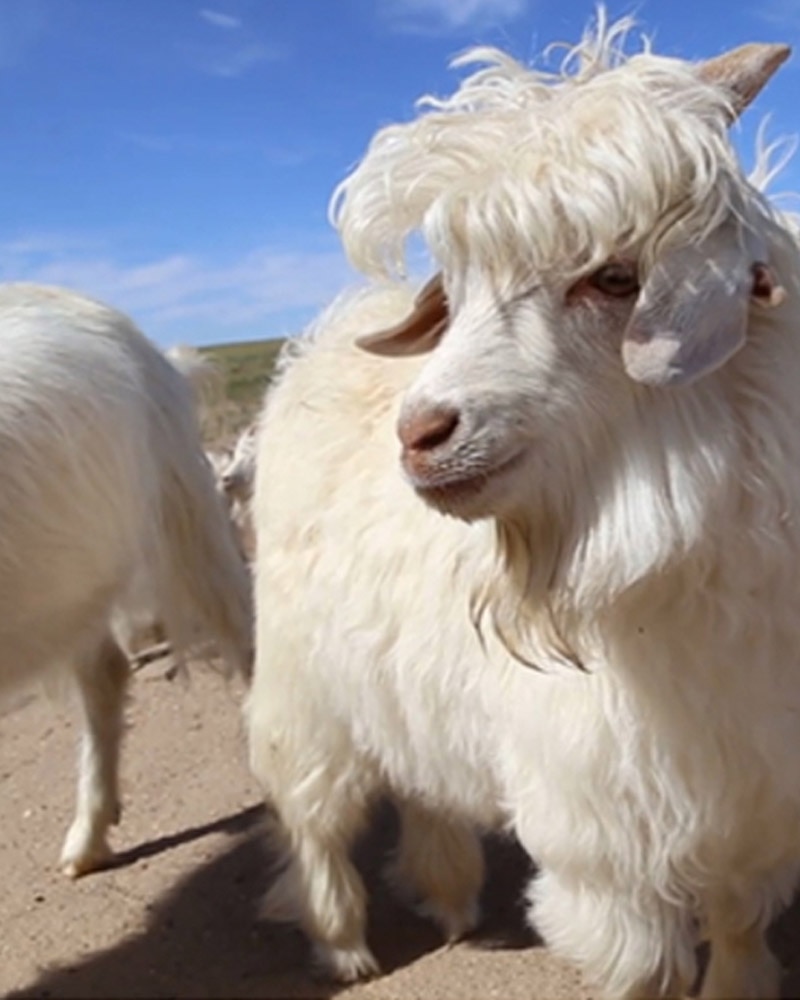 A cashmere goat. Learn more about our ethically-sourced cashmere.